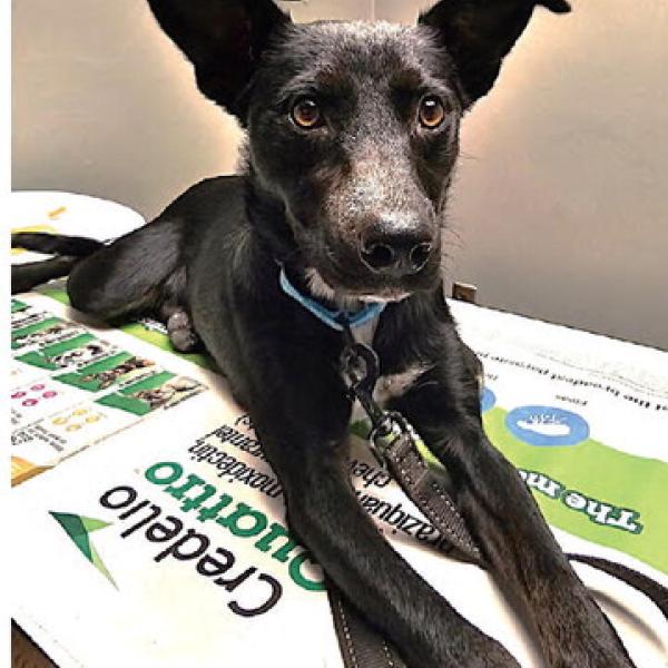 Those interested in fostering or adopting Jasmine can contact Allyn at the Hamilton Animal Shelter, 254-499-2814. Photo courtesy Nicole Allyn