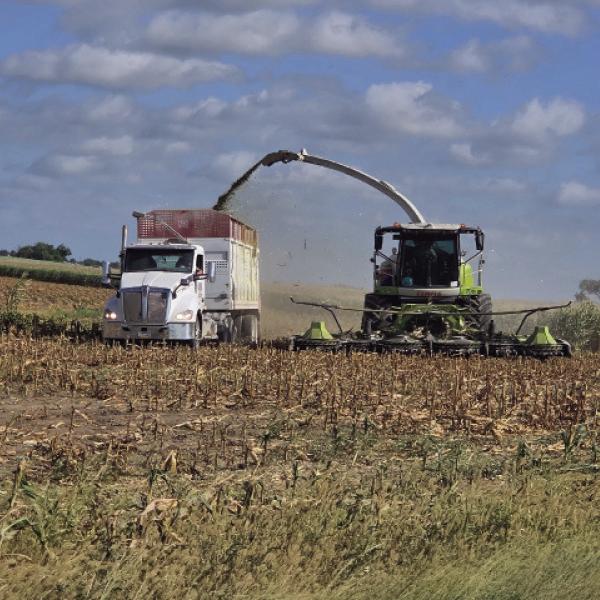 The corn silage harvest was in full swing recently. Hundreds of silage trucks gathered in Hamilton County to help farmers harvest their corn silage. The trucks pick up the corn silage in the fields and transport it to the dairy farms, where it is put into bags to be fermented and made into feed for the dairy cows. If you like milk and ice cream, this is where it all starts. This harvest crew was from central Kansas. Photo by Kim Tyson