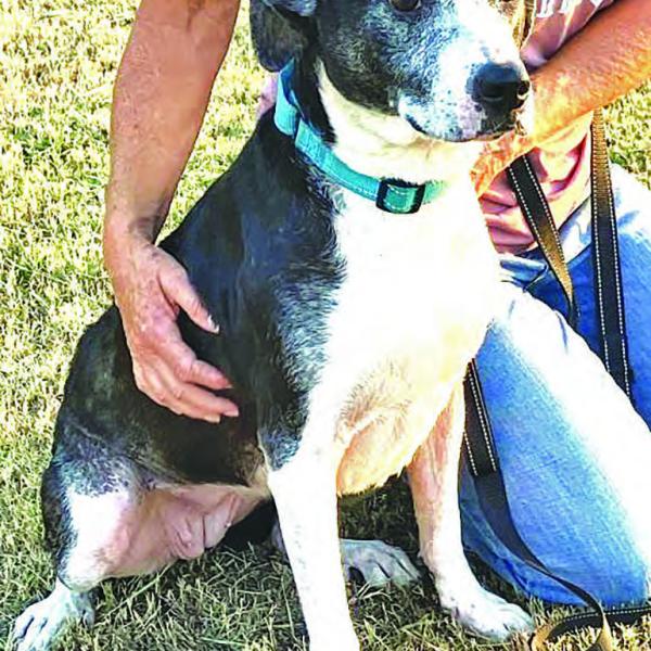 Domino needs a good family. Photo by Nicole Allyn