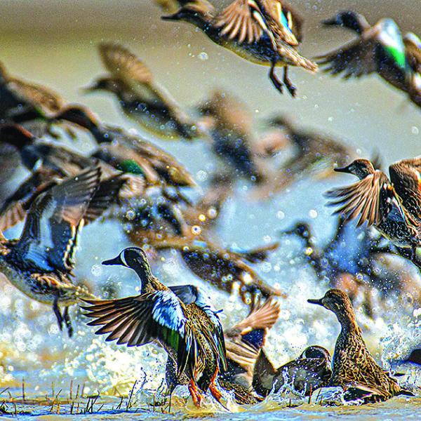 Ducks in the Central Flyway, Texas © Ducks Unlimited, courtesy of the Texas Botanical Gardens &amp; Native American Interpretive Center, Inc.