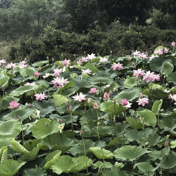 Barbara Wiedebusch planted a handful of lotus seeds last year, and this year they came back, covering her pond in beautiful shades of pink. Courtesy photo