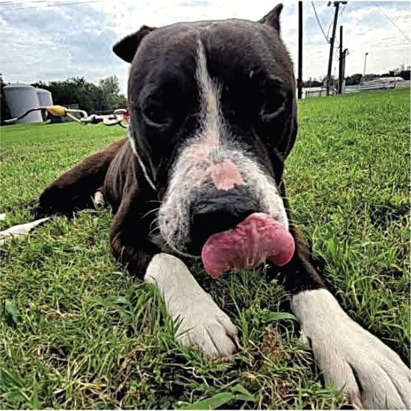 Devo is the dog of the week