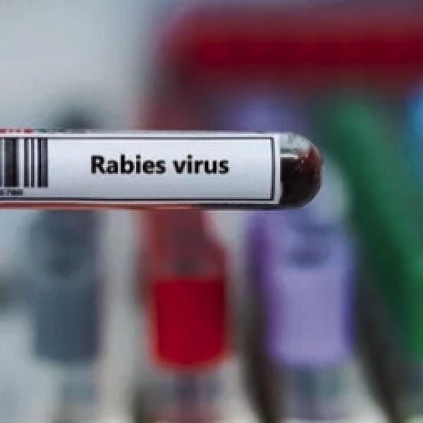 Hamilton Vet Clinic gives rabies questions a shot