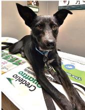 Those interested in fostering or adopting Jasmine can contact Allyn at the Hamilton Animal Shelter, 254-499-2814. Photo courtesy Nicole Allyn