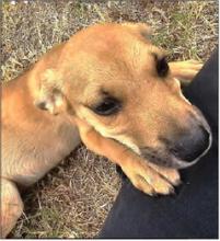 Biscuit is Dog of the Week