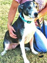 Domino needs a good family. Photo by Nicole Allyn
