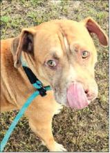 Eleven-year-old Gus is one of only four dogs remaining in the Hamilton shelter — all pit bulls. Photo courtesy Nicole Allyn