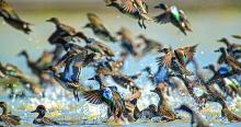 Ducks in the Central Flyway, Texas © Ducks Unlimited, courtesy of the Texas Botanical Gardens &amp; Native American Interpretive Center, Inc.