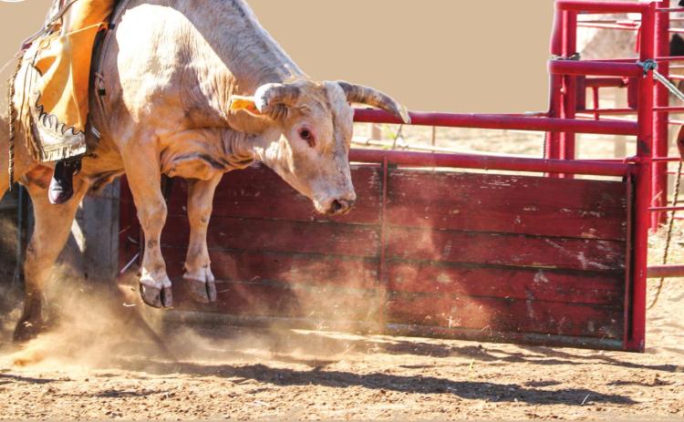 Bull riding delivers thrills, spills
