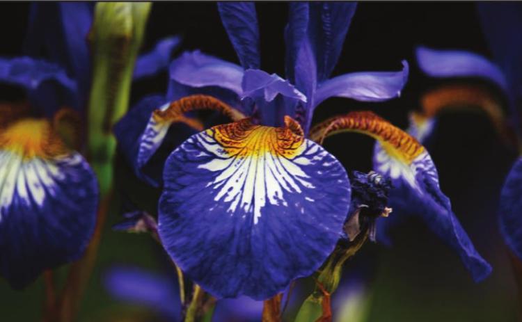 Iris Society show Sunday