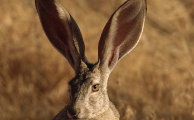 Rabbit disease detected in Bosque County