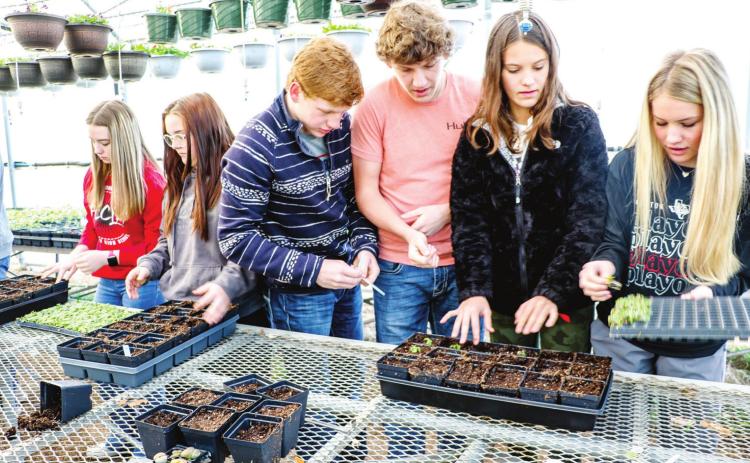 WORKING IN THE GREENHOUSE