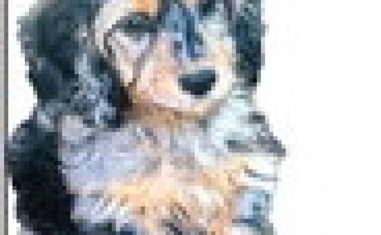 Adorable pup seeks furever home at Boots & Bling annual auction