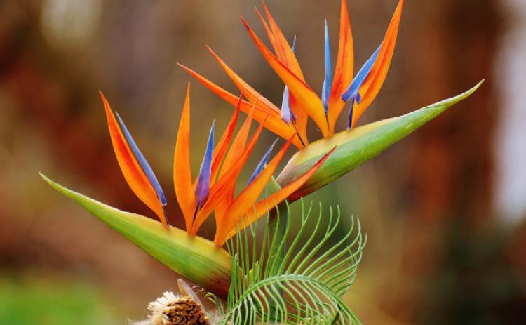 Ask a Master Gardener