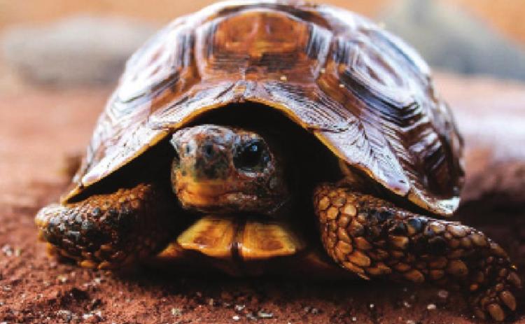 Turtle Brumation: The benefits and dangers of the hibernation cycle