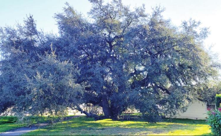 Let’s Talk About… Trees