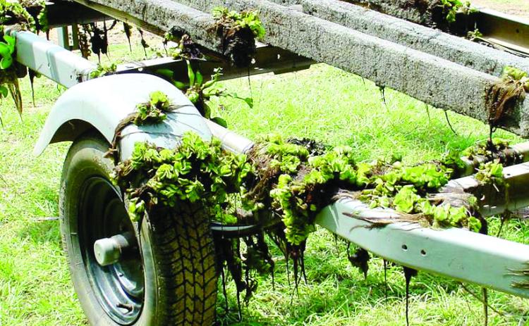TPW reminds boaters to clean, dry boats to stop mussels, salvinia