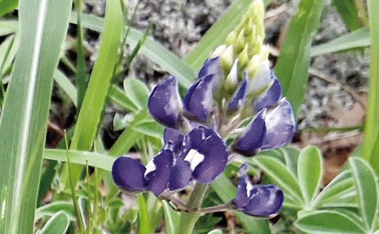 SIGN OF SPRING- Bluebonnets