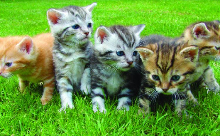 Spaying prevents population explosion