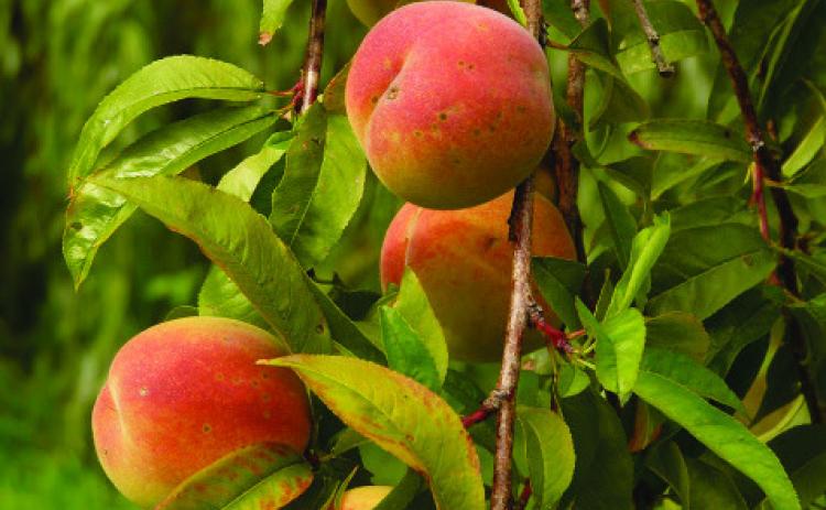 FRUIT of your labor