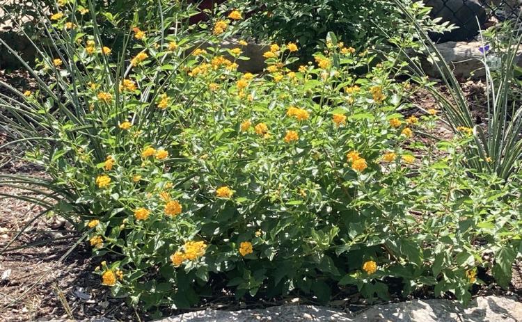 Ask a Master Gardener