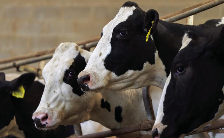 Dairy Day Oct. 9 in Dublin
