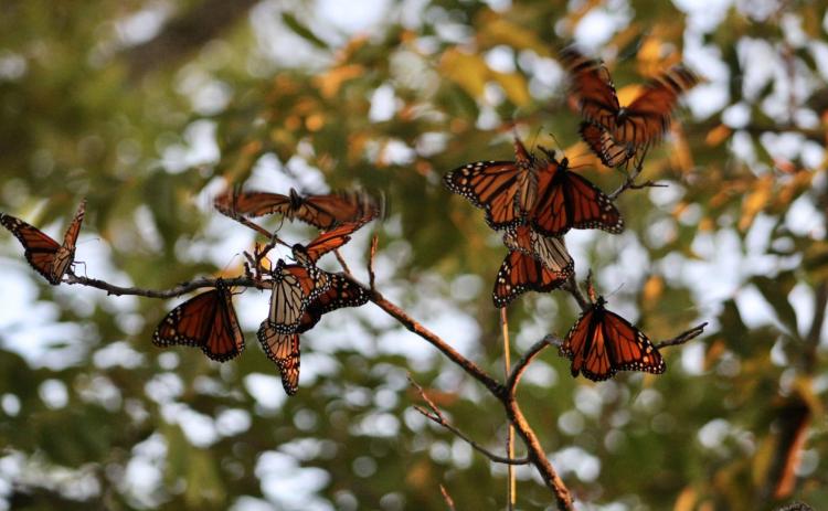 BACKYARD MONARCHY