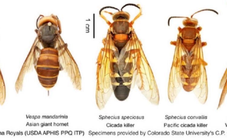 It’s big, but it’s not a ‘murder hornet’