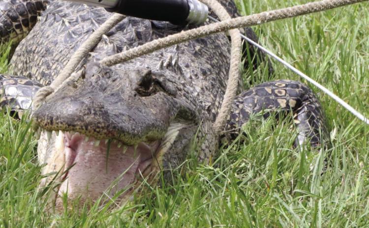 crikey!