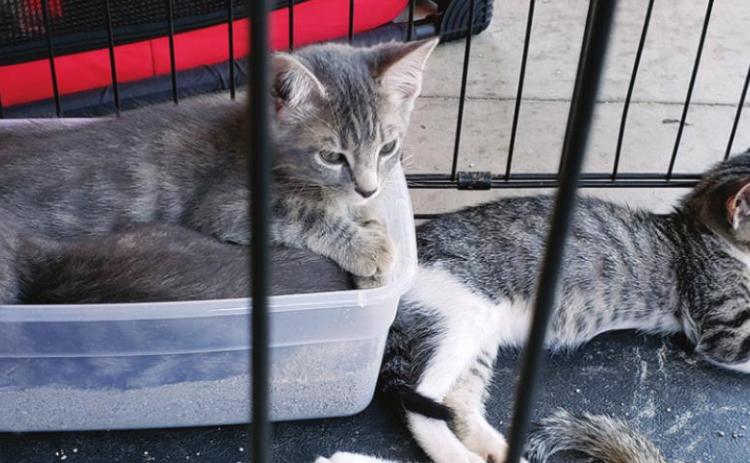 Free spay and neuter program