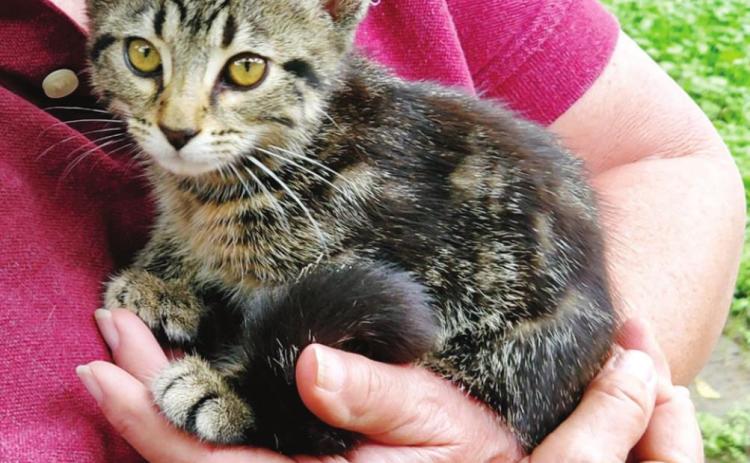 Let’s talk about… Cats in the city