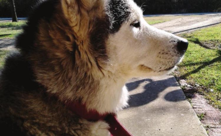 Let’s Talk About… Dogs in the city