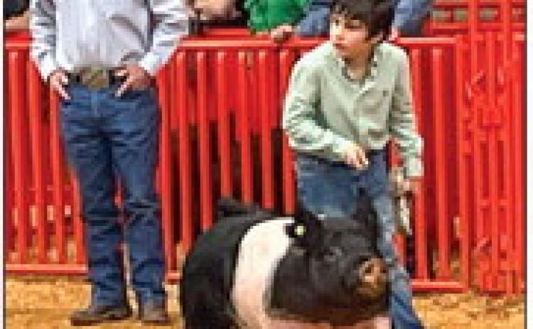 Stock Show Stars
