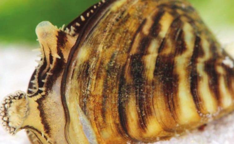 Mussel invasion: Zebra, quagga threaten Texas lakes