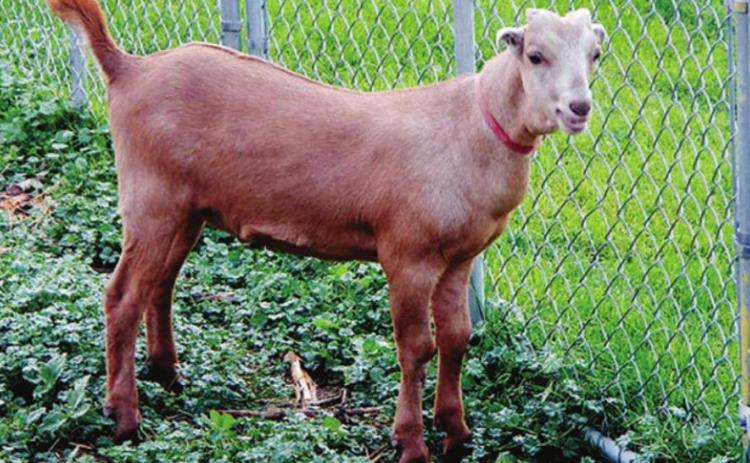 Let’s Talk About: Livestock in the city