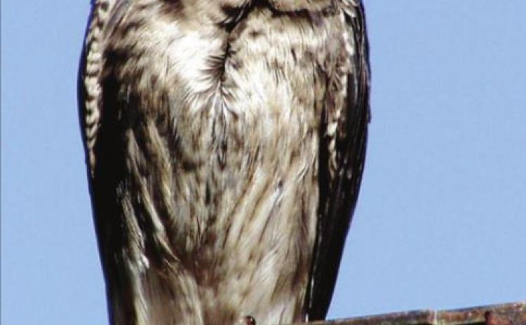 Bye-bye birdie: Purple Martins gather before heading south