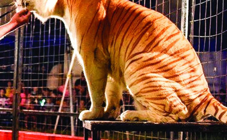 Big cats coming to local circus