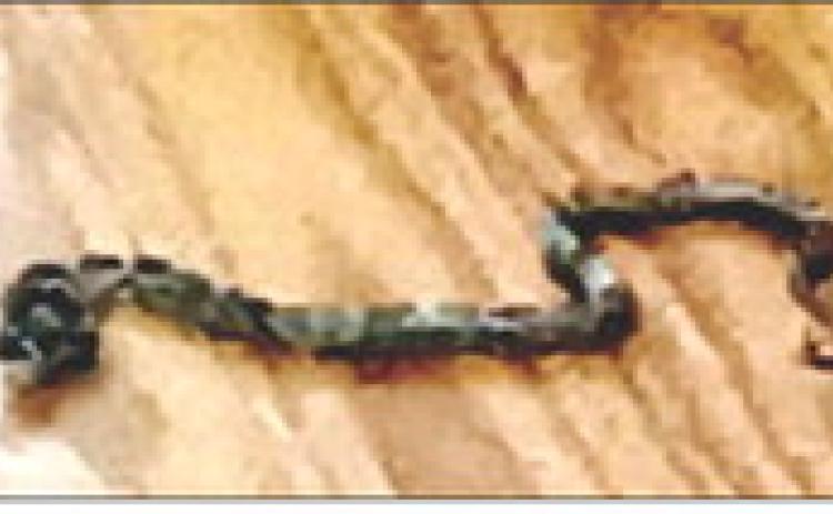 NOPE ROPE-