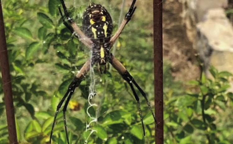 Spiders in the garden: Friend, or foe?