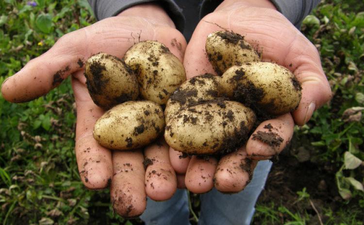 It’s potato plantin’time
