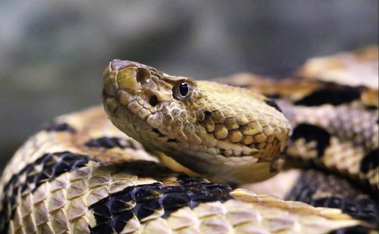 Watch out for sneaky snake