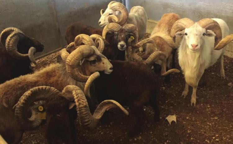 Big horns on display