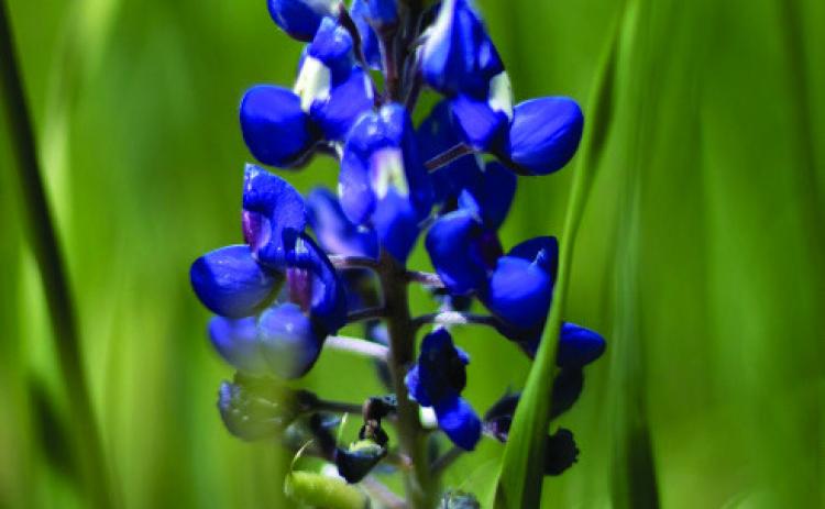 Bluebonnets, peppers and tomatoes, oh my!