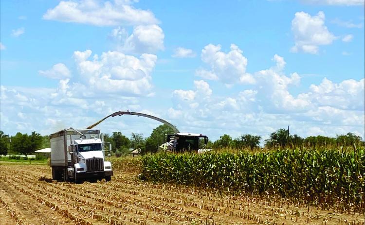 A good year for corn