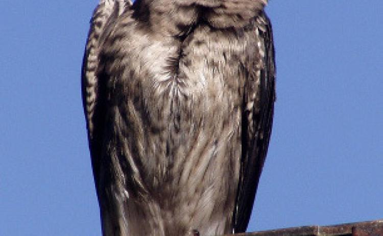 Purple Martins: Signs of spring