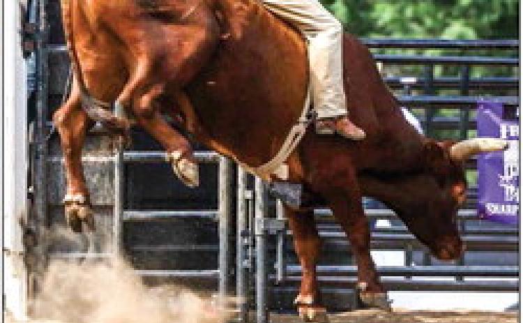BULLRIDERS- T.W. Petty