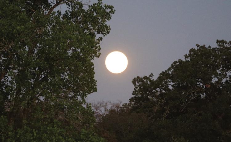 HARVEST MOON