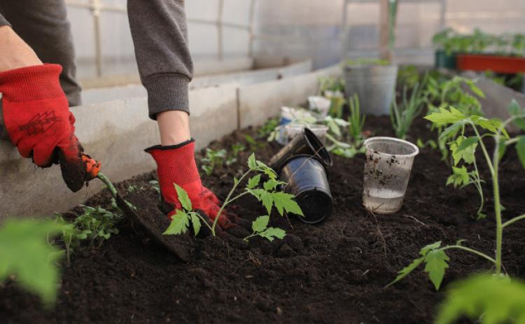 Ask a Master Gardener: Effective, easy vegetables to grow