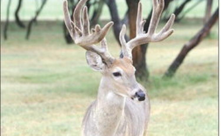 Chronic wasting disease found in local facility
