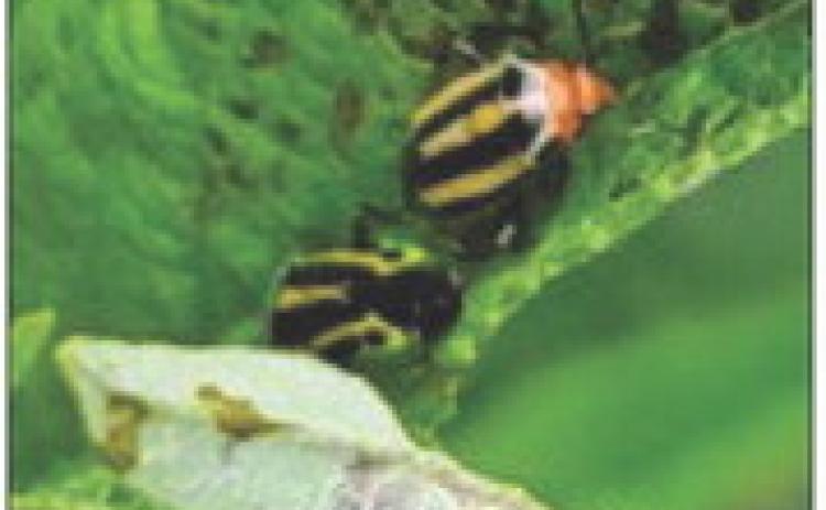 What’s BUGGING you?